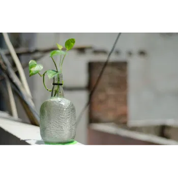 Money Plant 